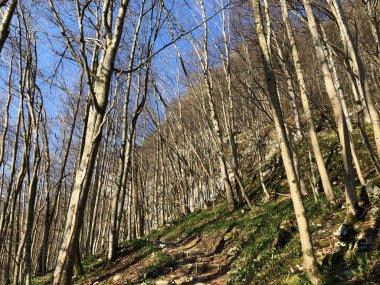 Appenzellerland bölgesinde yaprak döken ağaçlar ve erken bahar ormanları ve Schwende dere vadisi - Appenzell Innerrhoden Kantonu (Ai), İsviçre