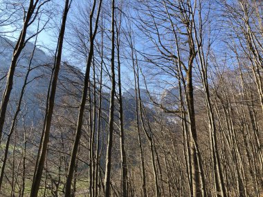 Appenzellerland bölgesinde yaprak döken ağaçlar ve erken bahar ormanları ve Schwende dere vadisi - Appenzell Innerrhoden Kantonu (Ai), İsviçre