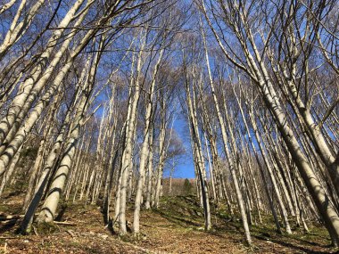 Appenzellerland bölgesinde yaprak döken ağaçlar ve erken bahar ormanları ve Schwende dere vadisi - Appenzell Innerrhoden Kantonu (Ai), İsviçre