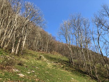 Appenzellerland bölgesinde yaprak döken ağaçlar ve erken bahar ormanları ve Schwende dere vadisi - Appenzell Innerrhoden Kantonu (Ai), İsviçre
