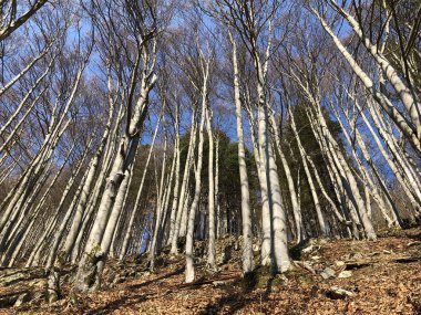 Appenzellerland bölgesinde yaprak döken ağaçlar ve erken bahar ormanları ve Schwende dere vadisi - Appenzell Innerrhoden Kantonu (Ai), İsviçre