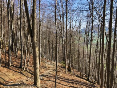 Appenzellerland bölgesinde yaprak döken ağaçlar ve erken bahar ormanları ve Schwende dere vadisi - Appenzell Innerrhoden Kantonu (Ai), İsviçre