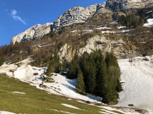 Trees and evergreen forests in the Alpstein mountain range and in the Appenzellerland region - Canton of Appenzell Innerrhoden (AI), Switzerland