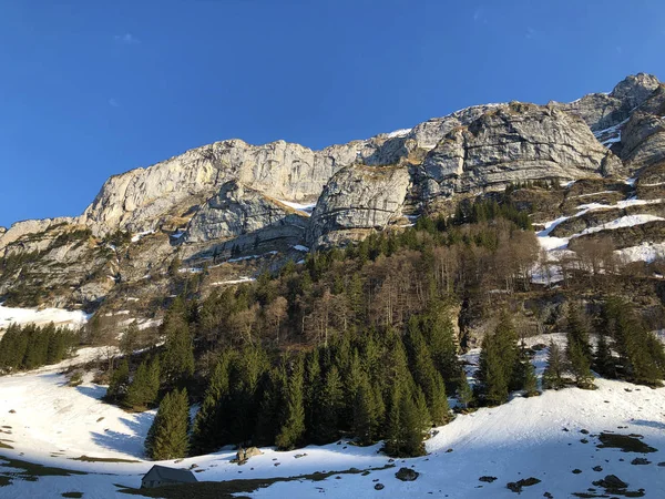 Drzewa Wiecznie Zielone Lasy Górach Alpstein Regionie Appenzellerland Canton Appenzell — Zdjęcie stockowe