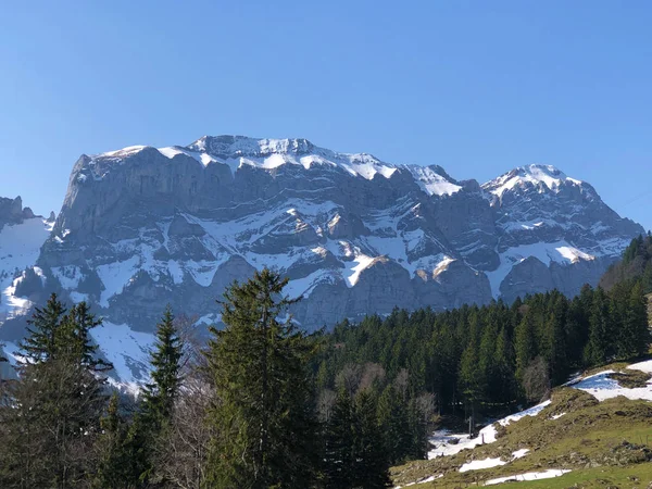 Bomen Groenblijvende Bossen Het Alpsteingebergte Regio Appenzellerland Kanton Appenzell Innerrhoden — Stockfoto