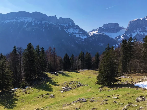 Trees Evergreen Forests Alpstein Mountain Range Appenzellerland Region Canton Appenzell — Stock Photo, Image
