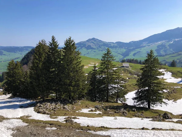 Árvores Florestas Perenes Cordilheira Alpstein Região Appenzellerland Cantão Appenzell Innerrhoden — Fotografia de Stock