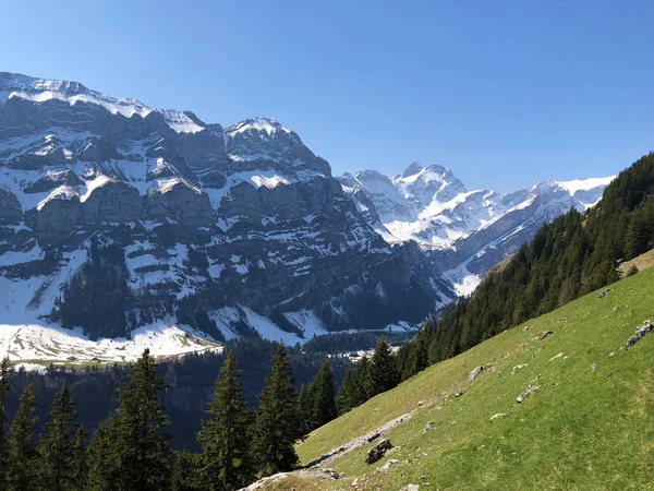 Bomen Groenblijvende Bossen Het Alpsteingebergte Regio Appenzellerland Kanton Appenzell Innerrhoden — Stockfoto