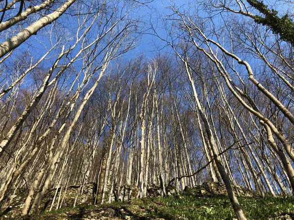 Deciduous Trees Early Spring Forests Appenzellerland Region Valley Schwende Stream — Stock Photo, Image