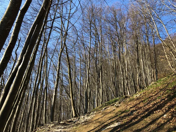 Deciduous Trees Early Spring Forests Appenzellerland Region Valley Schwende Stream — Stock Photo, Image