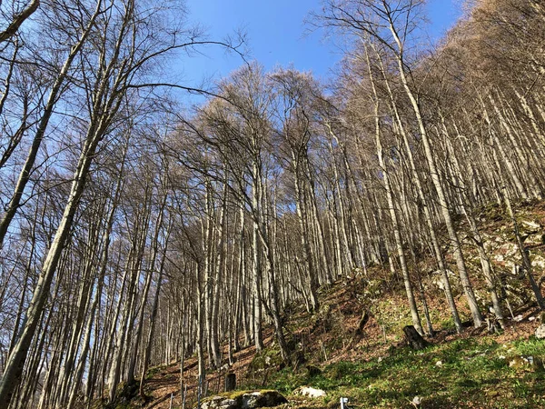 Deciduous Trees Early Spring Forests Appenzellerland Region Valley Schwende Stream — Stock Photo, Image