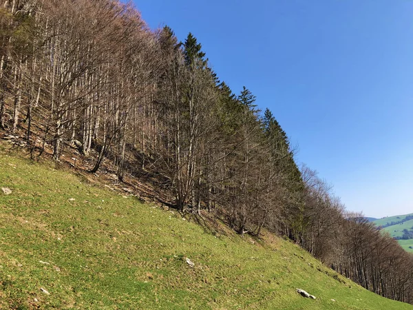 Alberi Decidui Foreste Primaverili Nella Regione Appenzellerland Nella Valle Del — Foto Stock