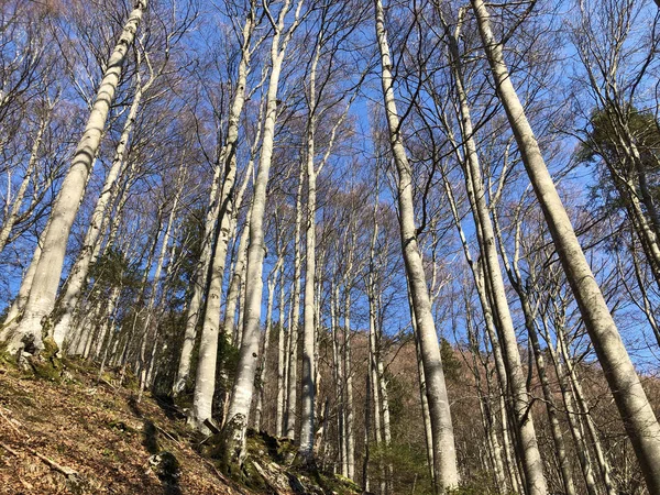 Deciduous Trees Early Spring Forests Appenzellerland Region Valley Schwende Stream — Stock Photo, Image