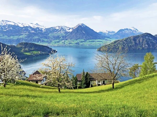 Arka planda Vitznau yerleşim ve İsviçre Alpleri ile Lucerne Gölü veya Vierwaldstaetersee Görünümü - Lucerne Kantonu, İsviçre