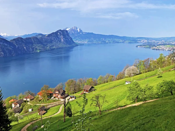 Arka Planda Vitznau Yerleşim Sviçre Alpleri Ile Lucerne Gölü Veya — Stok fotoğraf