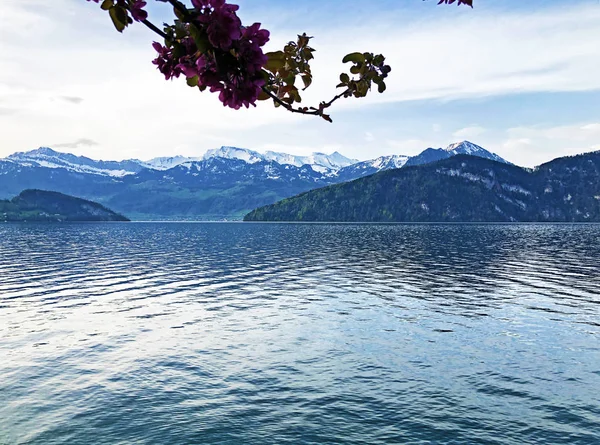 Pemandangan Danau Lucerne Atau Vierwaldstaetersee Dan Alpen Swiss Dari Pemukiman — Stok Foto