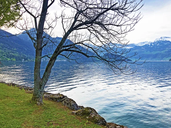 Pemandangan Danau Lucerne Atau Vierwaldstaetersee Dan Alpen Swiss Dari Pemukiman — Stok Foto