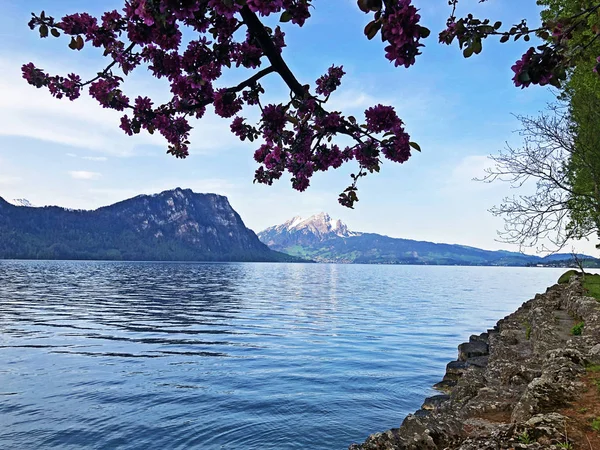 View Lake Lucerne Vierwaldstaetersee Swiss Alps Vitznau Settlement Canton Lucerne — Stock Photo, Image