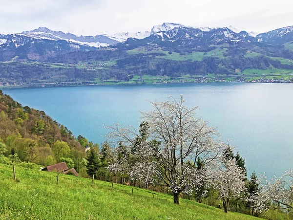 Pohled Jezero Luzera Nebo Vierwaldstaetersee Švýcarské Alpy Pozadí Vrcholu Vitznauerstock — Stock fotografie