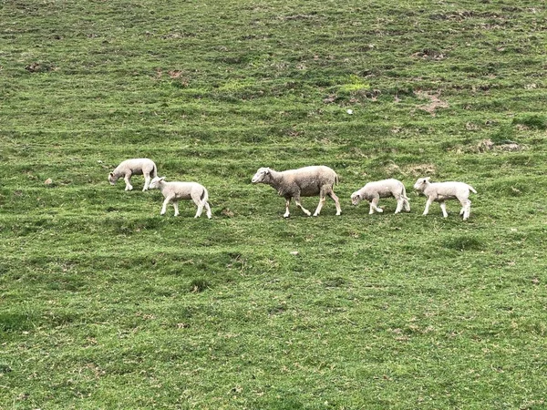Овцы Пастбищах Склонах Вершины Герзауэршток Кантон Фейз Швейцария — стоковое фото