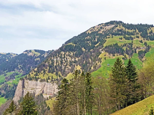 Highland Cattle Pastures Slopes Vitznauerstock Peak Rigi Mountain Canton Lucerne — Φωτογραφία Αρχείου