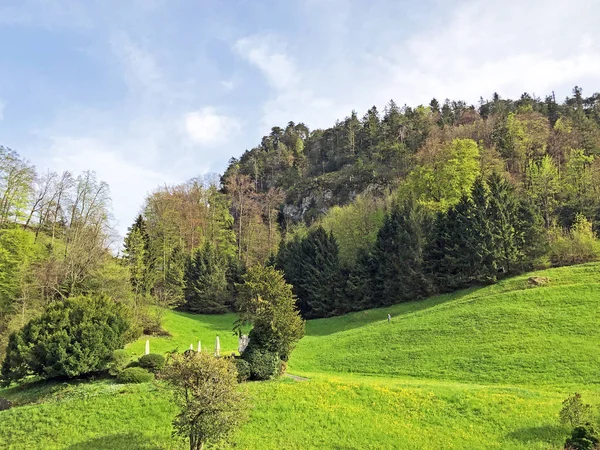 Highland Cattle Pastures Slopes Vitznauerstock Peak Rigi Mountain Canton Lucerne — ストック写真