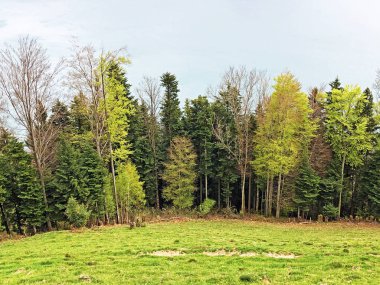 Lucerne Gölü ve Gersauerstock zirvesi arasındaki yamaçlarda erken ilkbaharda ağaçlar ve karışık orman - Schwyz Kantonu, İsviçre