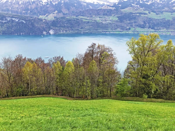 ルツェルン湖とゲルザウアーストック山頂の間の斜面に春の木々と混合森林 スイス シュヴィーツの広州 — ストック写真