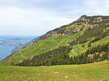 Lucerne Gölü ve Gersauerstock veya Vitznauerstock zirvesi arasındaki yamaçlarda alp otlakları ve çayırları - Lucerne ve Schwyz Kantonları, İsviçre