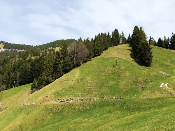 ルツェルン湖とゲルサウアーストックまたはヴィッツナウアーストックのピークの間の斜面の高山の牧草地と牧草地 ルツェルンとシュヴィーツ スイスの州 — ストック写真