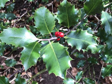 Ortak holly, İngilizce holly, Avrupa holly, ya da bazen Noel holly (Ilex aquifolium), Die Europaeische Stechpalme, Gewoehnliche Stechpalme oder Huelse