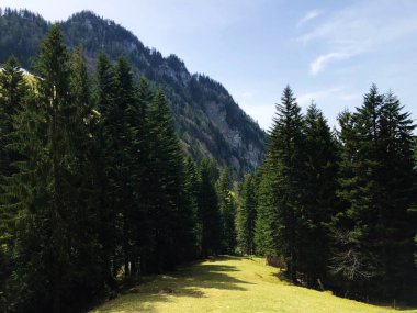 Lucerne Gölü ve Vitznauerstock zirvesi arasındaki yamaçlarda ağaçlar ve iğne yapraklı ormanlar - Lucerne Kantonu, İsviçre