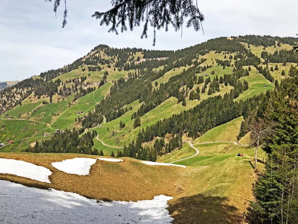 瑞吉山坡上针叶林和牧场的景色 瑞士卢塞恩州 — 图库照片