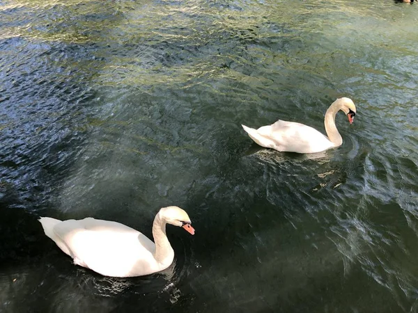 Platzspitz Park Med Ett Turbulent Förflutet Staden Zürich Schweiz — Stockfoto