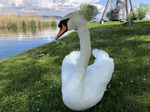 Vögel Bodensee Kreuzlingen Oder Die Voegel Oder Vogel Bodensee Kanton — Stockfoto