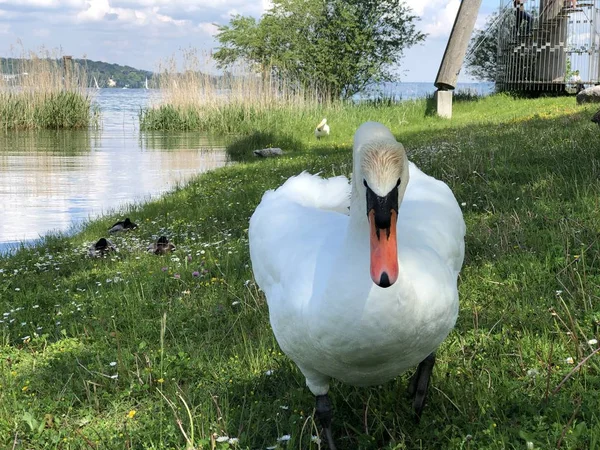 Oiseaux Sur Lac Constance Kreuzlingen Die Voegel Oder Vogel Bodensee — Photo