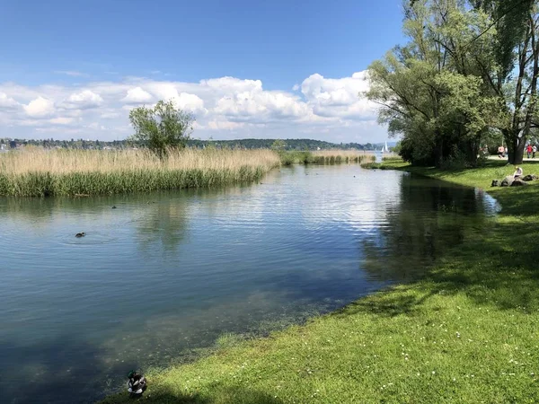 Die Wollschweininsel Wulesaueninsle Vid Seepark Kreuzlingen Kantonen Thurgau Schweiz — Stockfoto