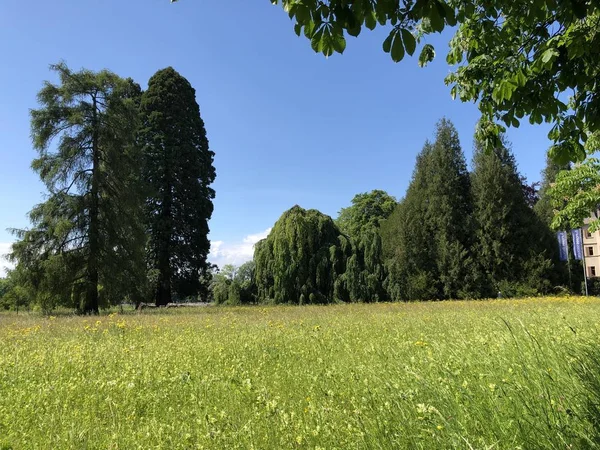 Πάρκο Και Δενδρολογικός Κήπος Seeburgpark Kreuzlingen Καντόνι Του Thurgau Ελβετία — Φωτογραφία Αρχείου