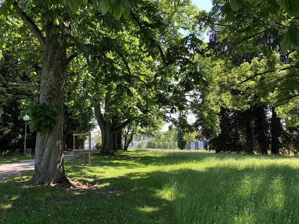 Parque Arboreto Seeburgpark Kreuzlingen Cantón Thurgau Suiza — Foto de Stock