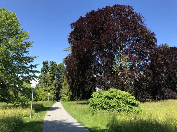 Parque Arboreto Seeburgpark Kreuzlingen Cantón Thurgau Suiza — Foto de Stock