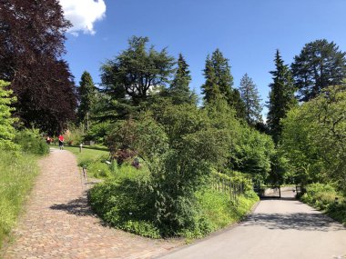 Zürih Üniversitesi Botanik Bahçesi veya Botanik Bahçesi Garten der Universitaet Zuerich, İsviçre