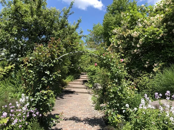Zürih Üniversitesi Botanik Bahçesi veya Botanik Bahçesi Garten der Universitaet Zuerich, İsviçre