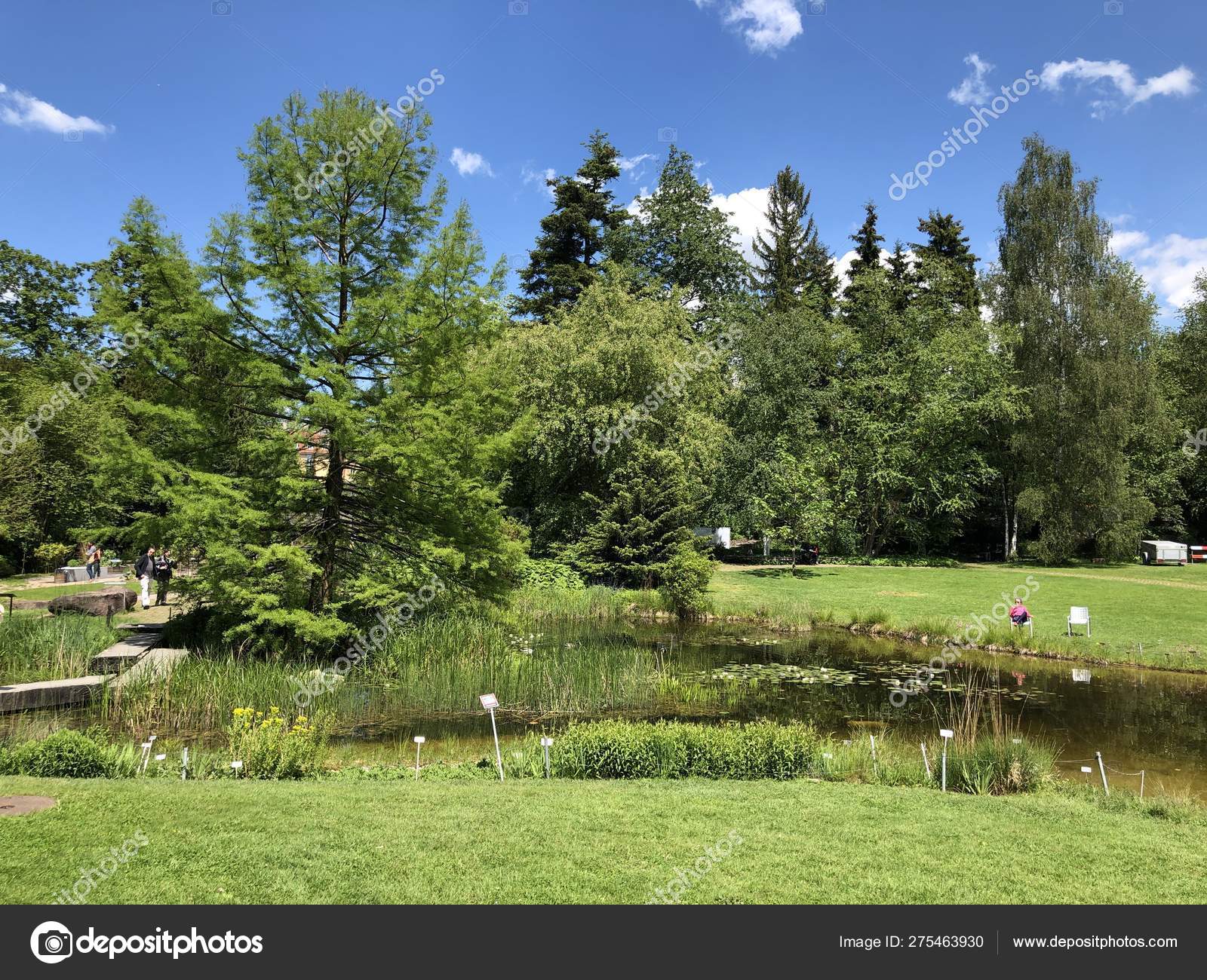Pond Teich Botanical Garden University Zurich Botanischer Garten
