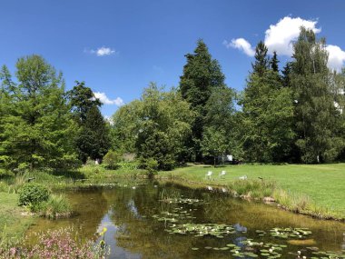 Pond or Teich - Zürih Üniversitesi Botanik Bahçesi veya Botanik Bahçesi veya Botanischer Garten der Universitaet Zuerich, İsviçre