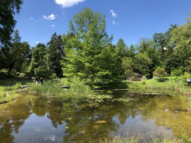 Pond or Teich - Zürih Üniversitesi Botanik Bahçesi veya Botanik Bahçesi veya Botanischer Garten der Universitaet Zuerich, İsviçre