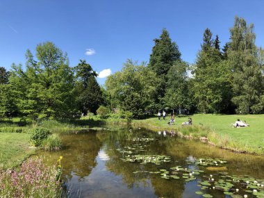 Pond or Teich - Zürih Üniversitesi Botanik Bahçesi veya Botanik Bahçesi veya Botanischer Garten der Universitaet Zuerich, İsviçre