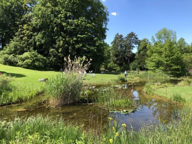 Pond or Teich - Zürih Üniversitesi Botanik Bahçesi veya Botanik Bahçesi veya Botanischer Garten der Universitaet Zuerich, İsviçre