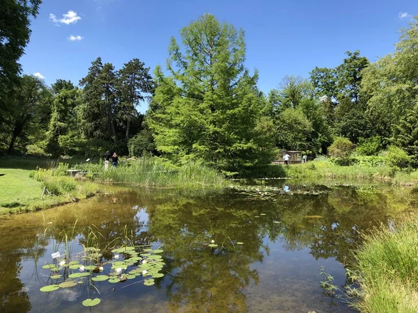 Staw Lub Teich Ogród Botaniczny Uniwersytetu Zurychu Lub Botanischer Garten — Zdjęcie stockowe