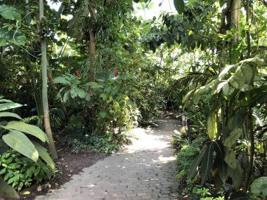 ropenhaus, Tropikal dağ ormanı veya Tropischer Bergwald - Zürih Üniversitesi Botanik Bahçesi veya Botanischer Garten der Universitaet Zuerich, İsviçre