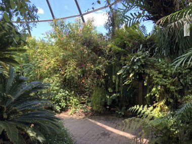 ropenhaus, Tropikal dağ ormanı veya Tropischer Bergwald - Zürih Üniversitesi Botanik Bahçesi veya Botanischer Garten der Universitaet Zuerich, İsviçre